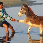 O DOCE TALENTO DE TENTAR ALGO E DAR COM OS BURROS N´ÁGUA