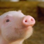 SOBRE DNA, PORCOS E ARANHAS