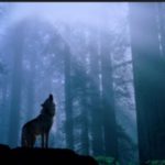 A IMPORTÂNCIA DA NATUREZA