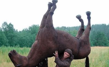 DAS ESCOLAS DE CARAGUATATUBA PARA O BRASIL: POR QUE UM CAVALO MORTO É UM ANIMAL SEM VIDA?