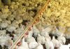 ASAS DE FRANGO CONTAMINADAS POR COVID: 10 CONSIDERAÇÕES RELEVANTES
