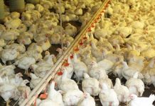 ASAS DE FRANGO CONTAMINADAS POR COVID: 10 CONSIDERAÇÕES RELEVANTES